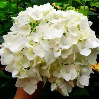 Гортензия крупнолистная First White (Фест Вайт)