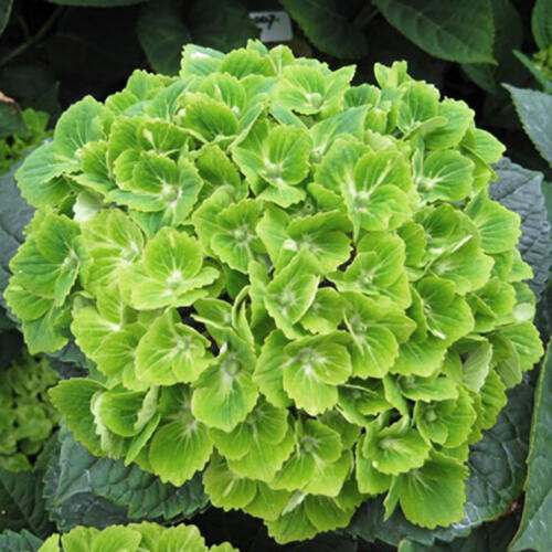 Гортензия крупнолистная Green Cloud (Грин Клауд)