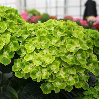 Гортензия крупнолистная Green Cloud (Грин Клауд)