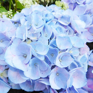 Гортензия крупнолистная Sarena Blue (Сарена Блю)