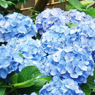 Гортензия крупнолистная Sarena Blue (Сарена Блю)