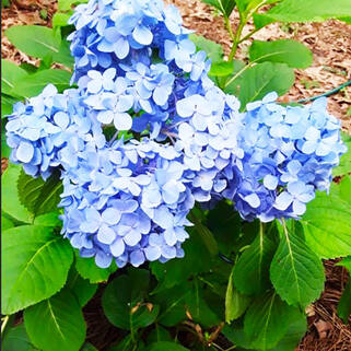 Гортензия крупнолистная Sarena Blue (Сарена Блю)