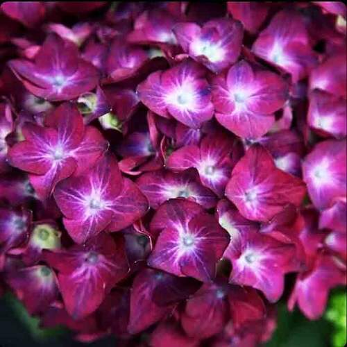 Гортензия крупнолистная Hot Red Purple (Хот Рэд Пурпл)