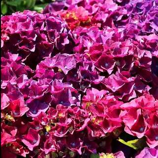 Гортензия крупнолистная Hot Red Purple (Хот Рэд Пурпл)
