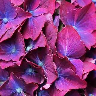Гортензия крупнолистная Hot Red Purple (Хот Рэд Пурпл)