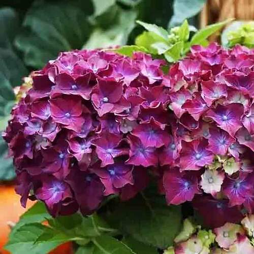 Гортензия крупнолистная Hot Red Purple (Хот Рэд Пурпл)