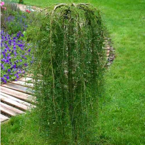 Карагана древовидная Walker (Уолкер)