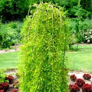 Карагана древовидная Walker (Уолкер)