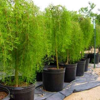 Карагана древовидная Walker (Уолкер)