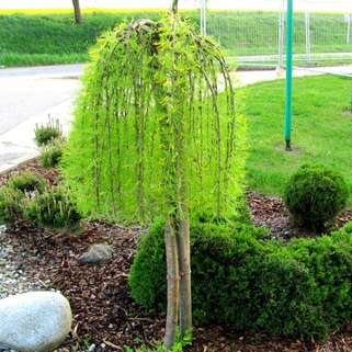 Карагана древовидная Walker (Уолкер)