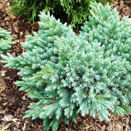 Можжевельник чешуйчатый Blue Star (Блю Стар)