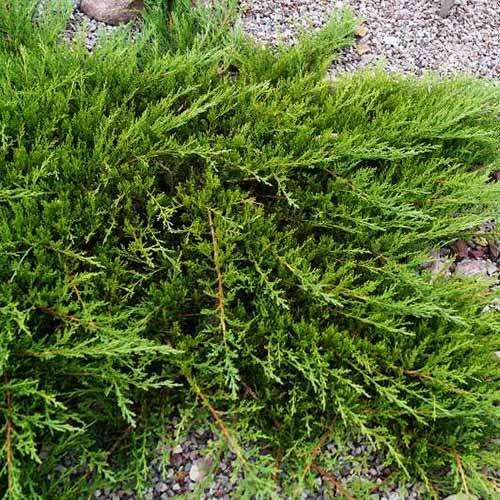Можжевельник казацкий Rockery Gem (Рокери Джем)