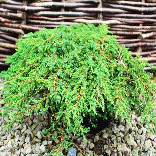 Можжевельник обыкновенный Green Carpet (Грин Карпет)