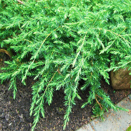 Можжевельник обыкновенный Green Carpet (Грин Карпет)