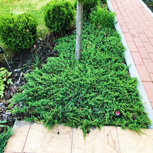 Можжевельник обыкновенный Green Carpet (Грин Карпет)