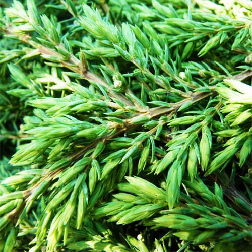 Можжевельник обыкновенный Green Carpet (Грин Карпет)