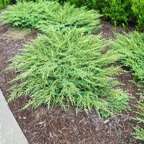 Можжевельник обыкновенный Green Carpet (Грин Карпет)