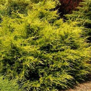 Можжевельник китайский Kuriwao Gold (Куривао Голд)