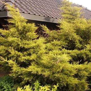 Можжевельник китайский Kuriwao Gold (Куривао Голд)