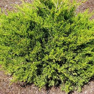 Можжевельник китайский Kuriwao Gold (Куривао Голд)