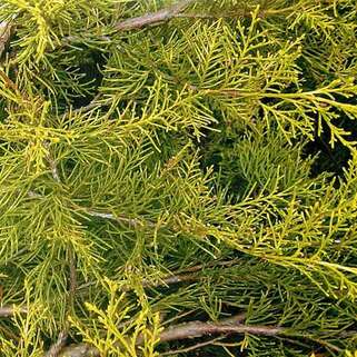 Можжевельник китайский Kuriwao Gold (Куривао Голд)