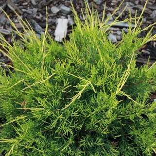 Можжевельник китайский Kuriwao Gold (Куривао Голд)