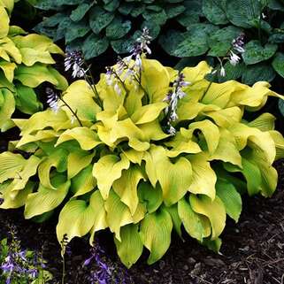 Хоста Sun Power (Сан Пауэр) М