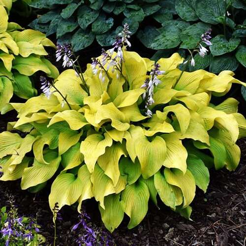 Хоста Sun Power (Сан Пауэр) М