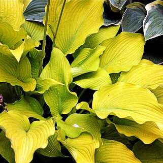 Хоста Sun Power (Сан Пауэр) М