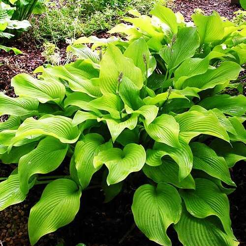 Хоста Sun Power (Сан Пауэр) М