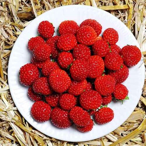 Клубника-малина среднеспелая Framberry (Фрамбери)