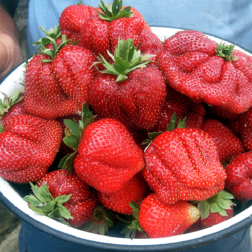 Клубника среднеспелая Мармелада