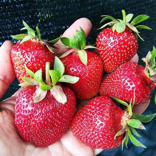 Клубника ремонтантная Антея