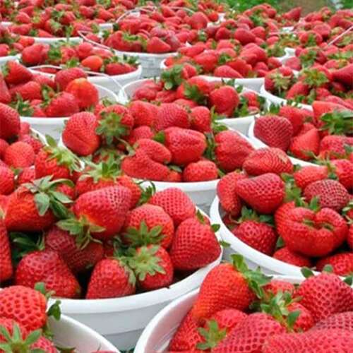 Клубника ремонтантная Антея