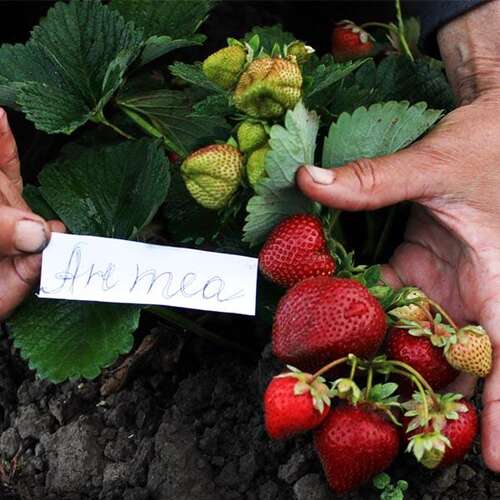 Клубника ремонтантная Антея