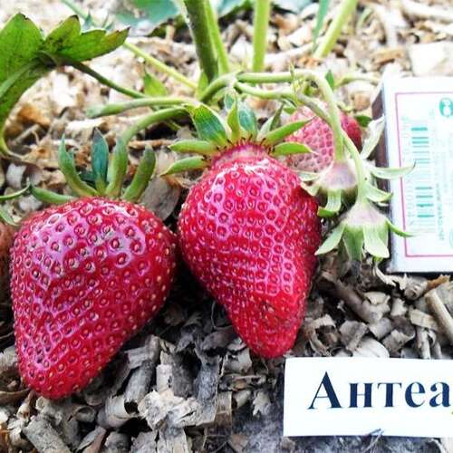 Клубника ремонтантная Антея