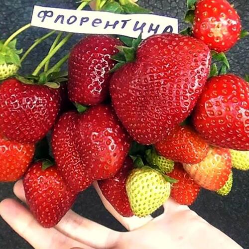 Клубника ремонтантная Флорентина