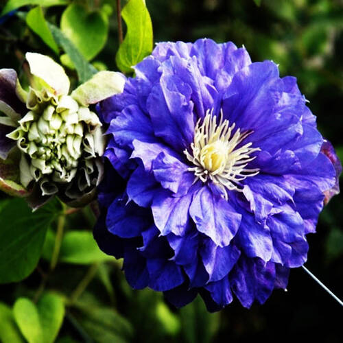 Клематис Kiri Te Kanawa (Кири те Канава) 2 группа