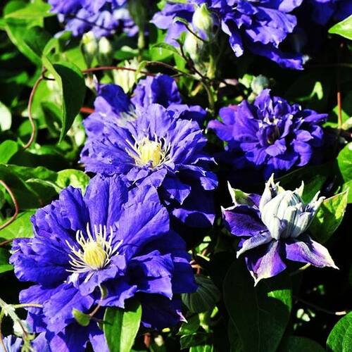 Клематис Kiri Te Kanawa (Кири те Канава) 2 группа