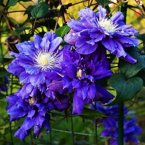 Клематис Kiri Te Kanawa (Кири те Канава) 2 группа