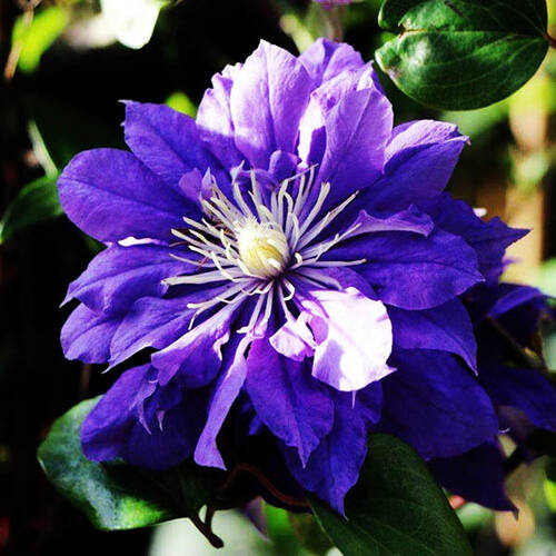 Клематис Kiri Te Kanawa (Кири те Канава) 2 группа