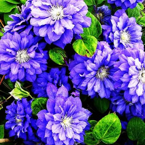 Клематис Kiri Te Kanawa (Кири те Канава) 2 группа