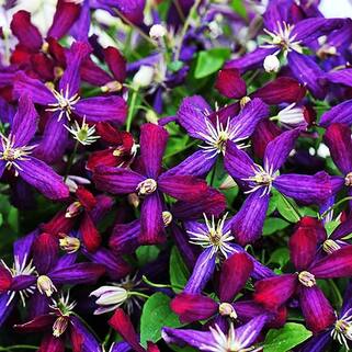 Клематис Sweet Summer Love (Свит Саммер Лав) 3 группа