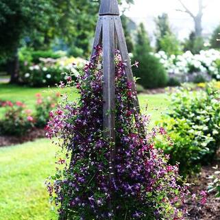 Клематис Sweet Summer Love (Свит Саммер Лав) 3 группа