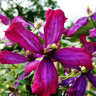 Клематис Sweet Summer Love (Свит Саммер Лав) 3 группа