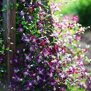 Клематис Sweet Summer Love (Свит Саммер Лав) 3 группа