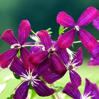 Клематис Sweet Summer Love (Свит Саммер Лав) 3 группа