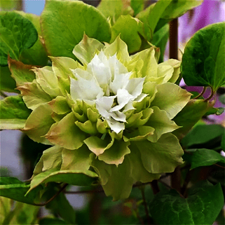 Клематис гибридный Midori (Мидори) (2)