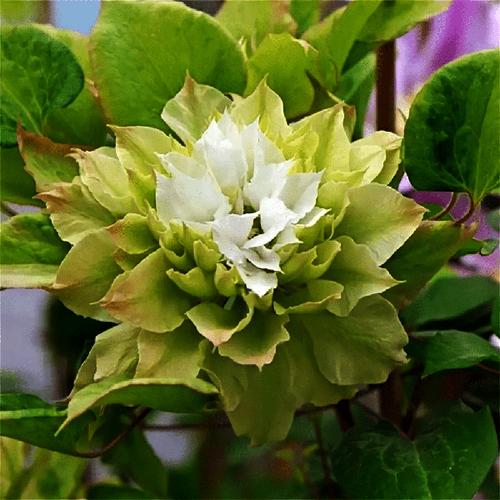 Клематис гибридный Midori (Мидори) (2)