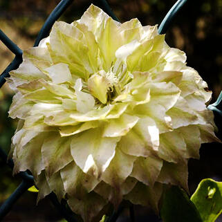 Клематис гибридный Midori (Мидори) (2)